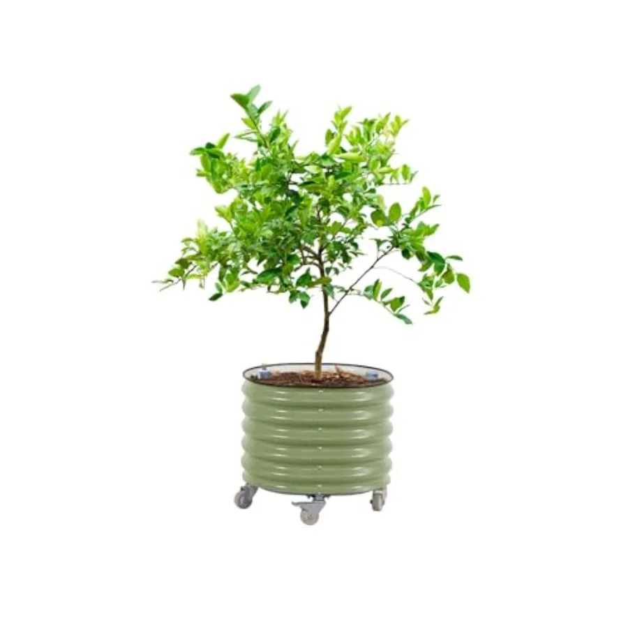 「ローリング・シトラス・ツリー・プランター Gen 3」：自 - Self-Watering Planter のレビューと価格